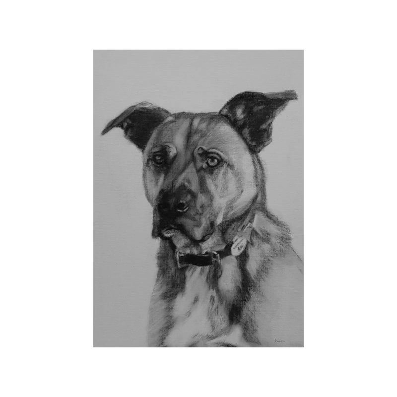 dog sh pg.jpg