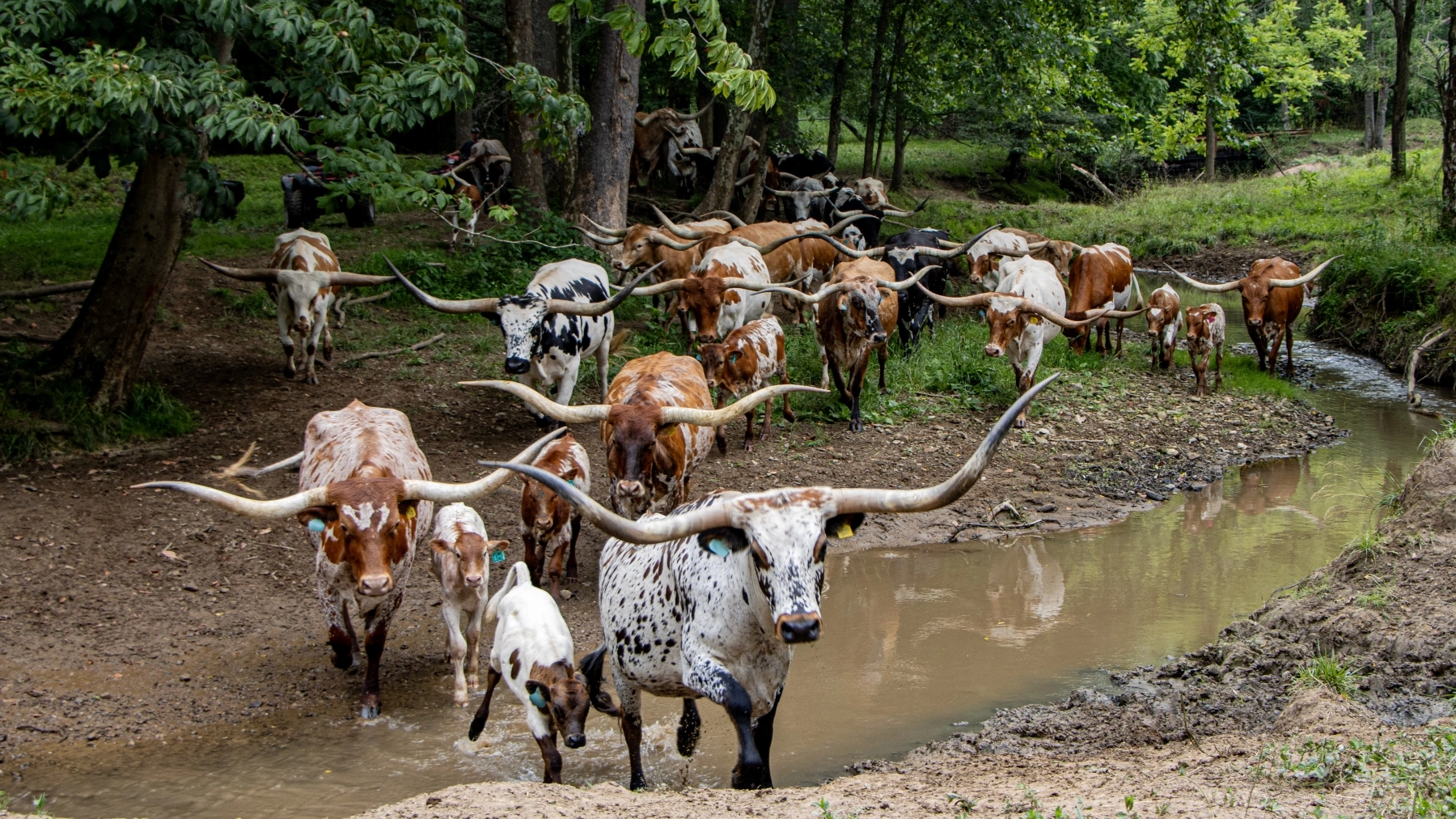 DCCI cows (used for 2025 poster)1.jpg