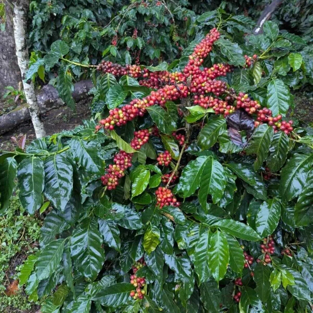 Coffee-from-Sandalkad-Estate-Coorg.jpg.webp