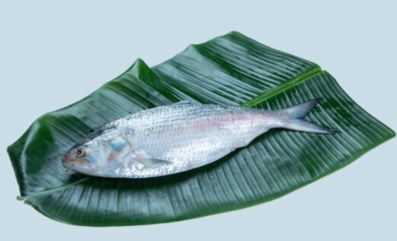 hilsa.jpg