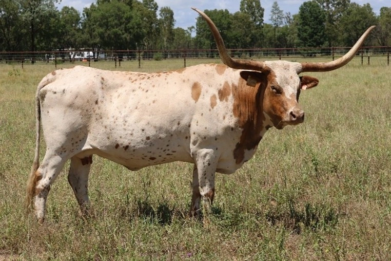 D 7 SPUR  CHIFFON 1853 (AI).jpg