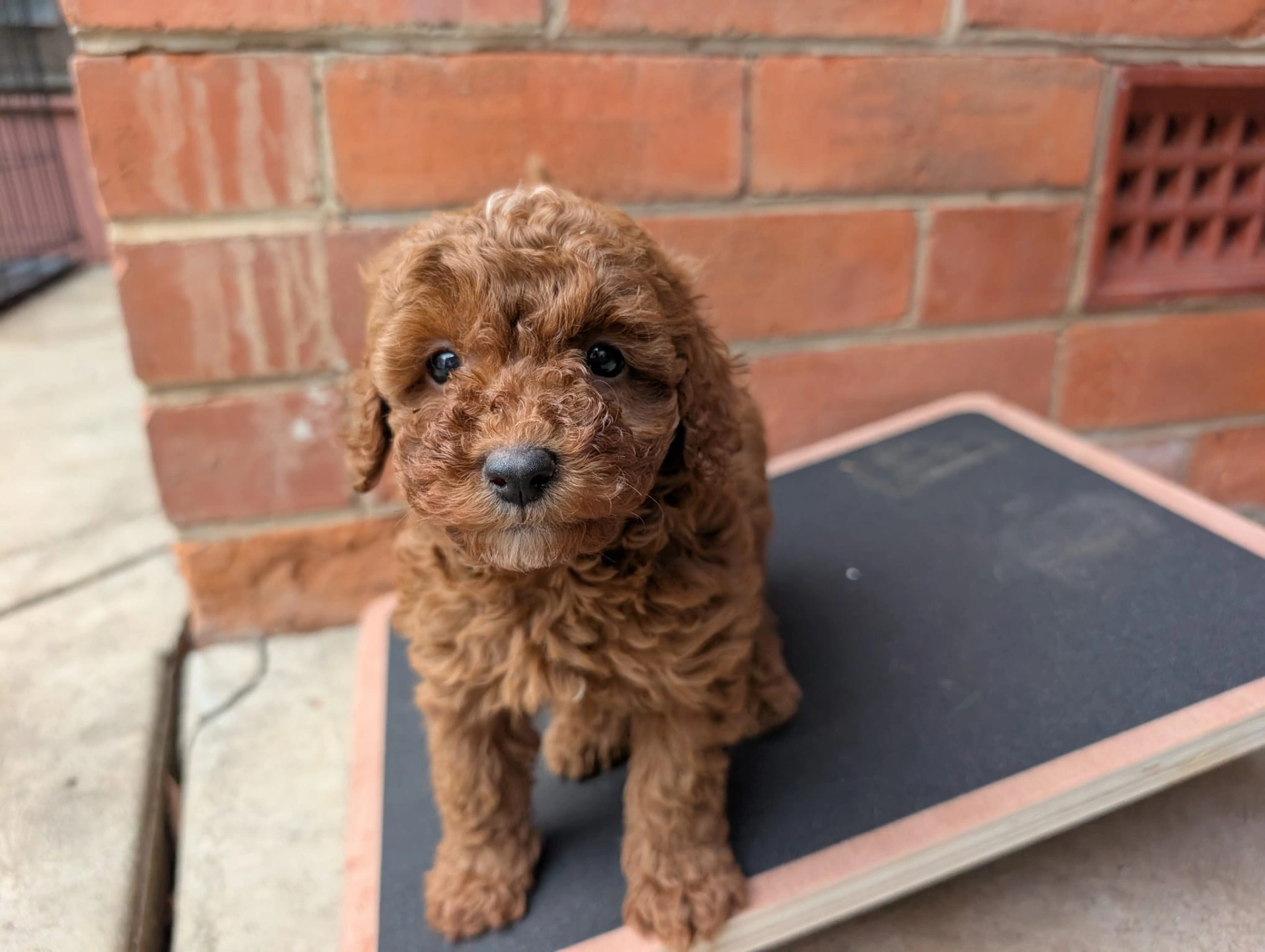 6 weeks 2026-04-01 - 4.jpeg