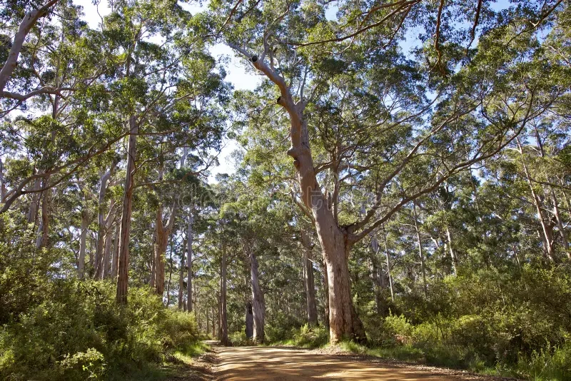 australian-forest.webp