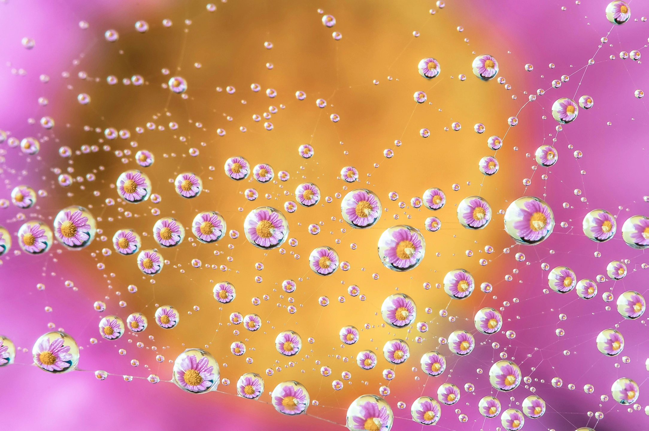 pexels-flower bubbles.jpg