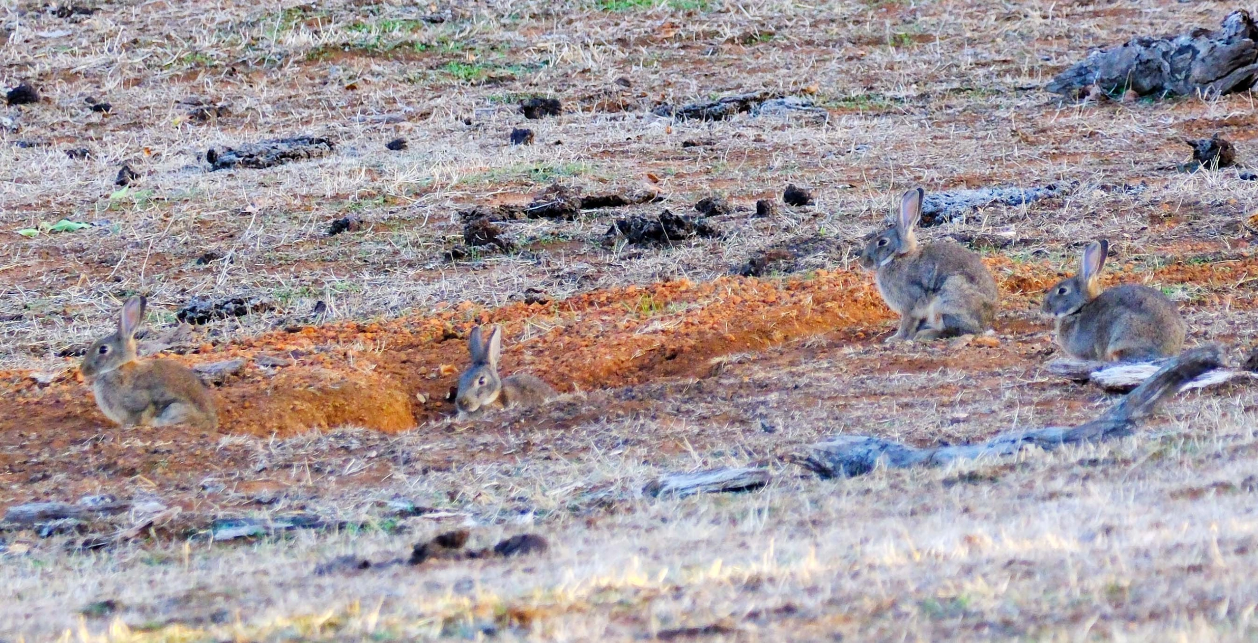 4Rabbits.jpg