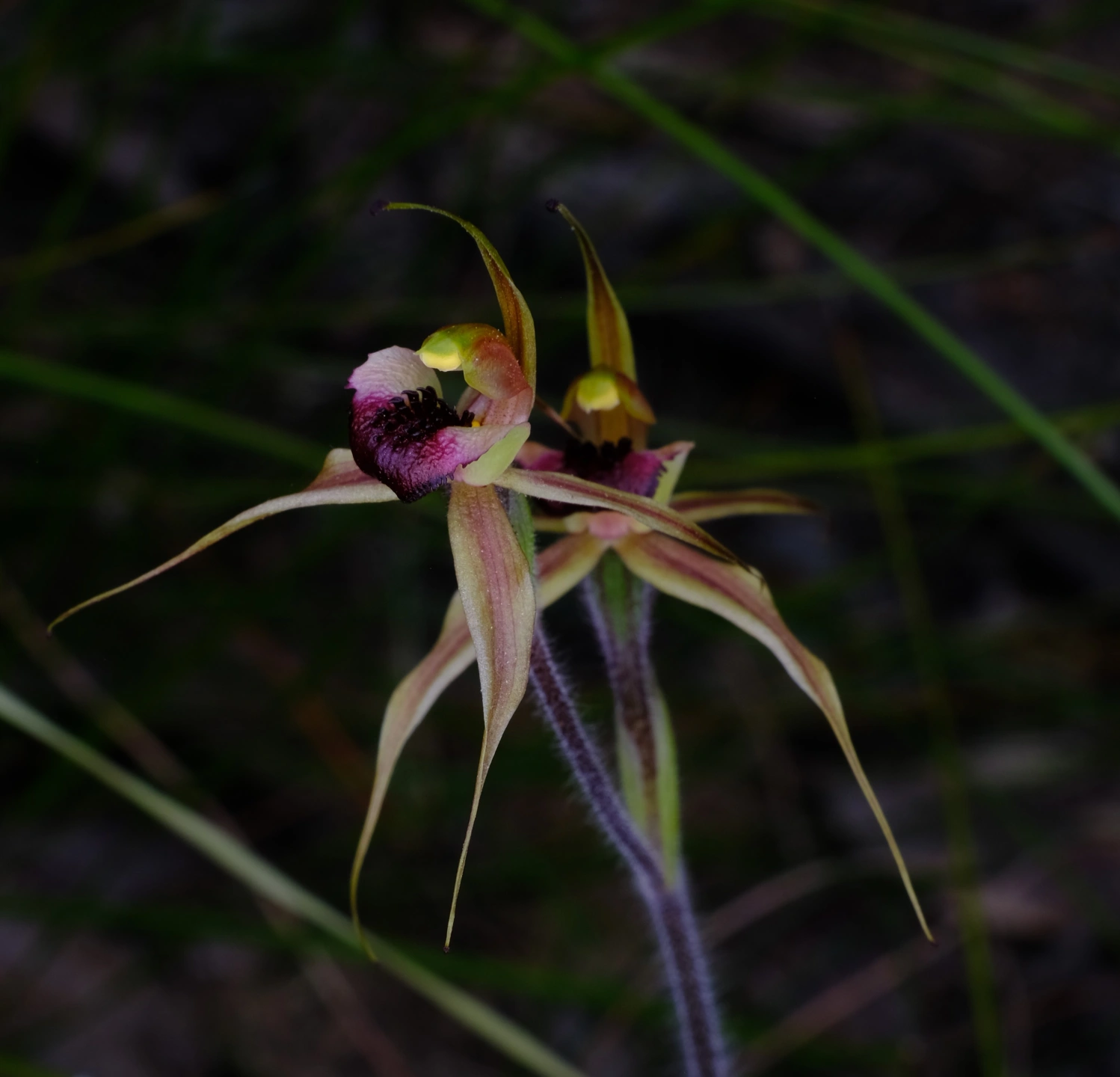 DSCF6342 2.JPG
