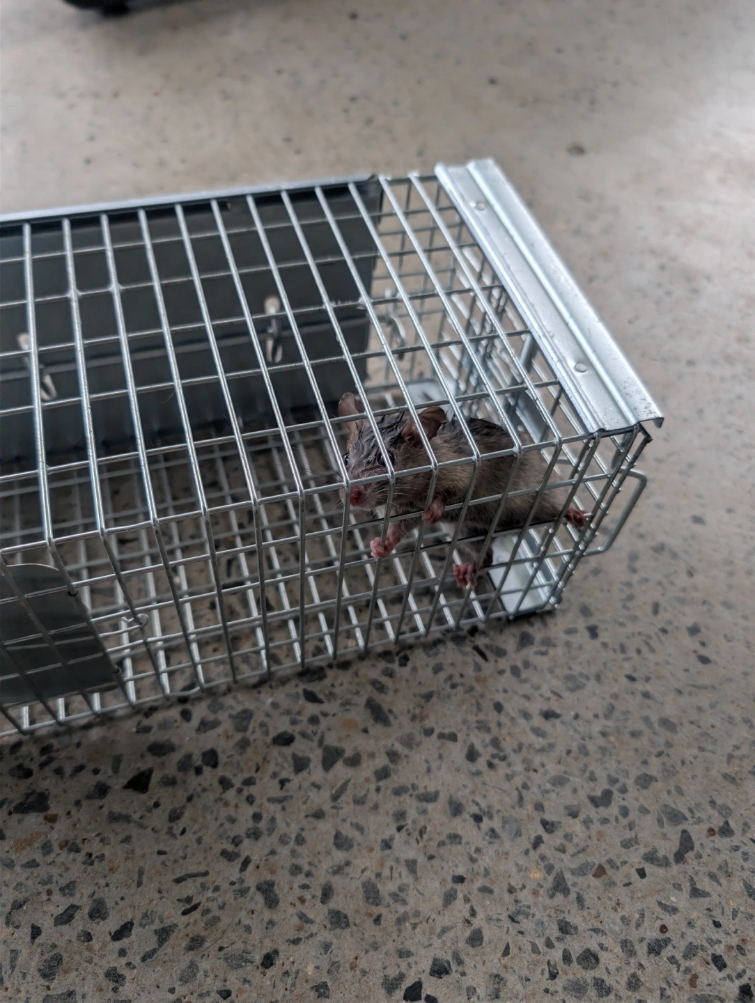 invasive_pest_solutions_rat_photo(1).jpg