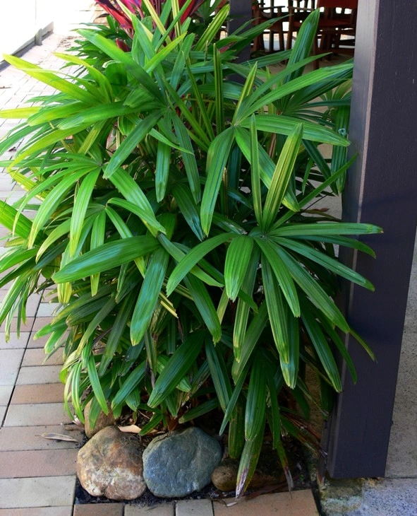 Rhapis 1.jpg
