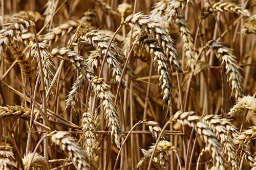 Grainfield.jpg