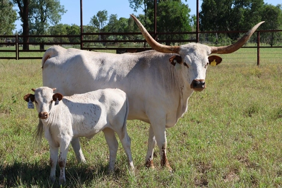 D 7 SPUR  DOVE  S46.jpg