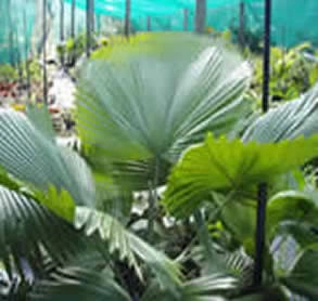 Licuala elegans 1.jpg