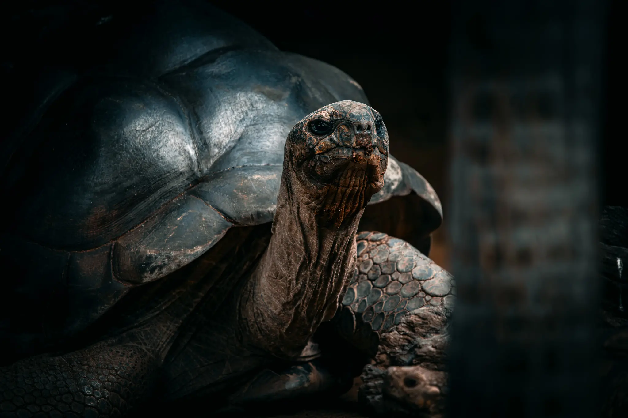 turtle.jpg