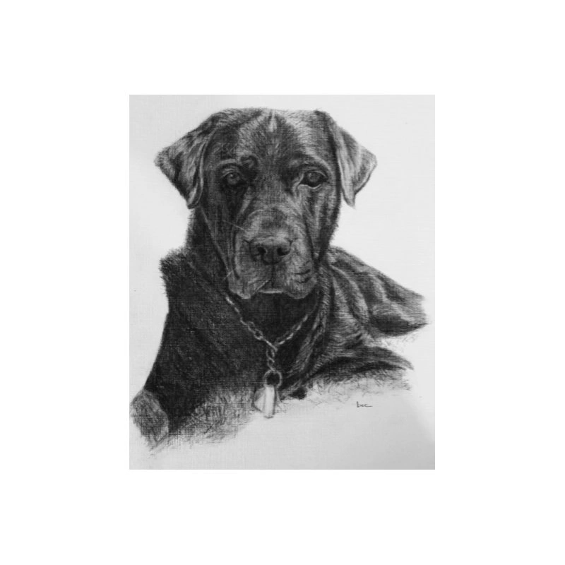 big dog 2 sh .jpg