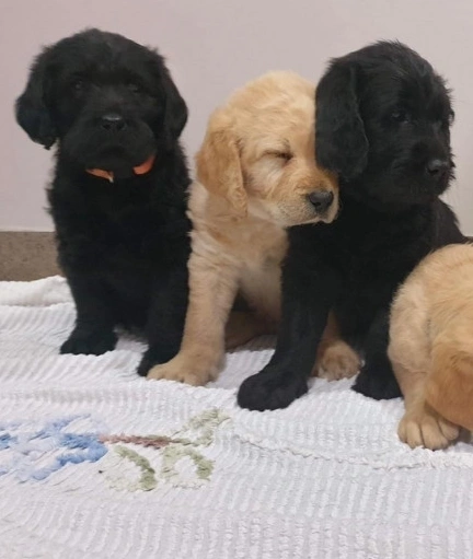 puppies.png