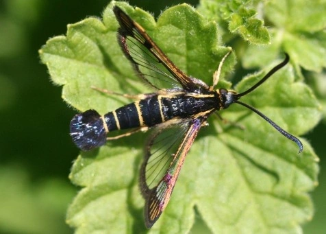 Synanthedon_tipuliformis_01-e1355158404462.jpg