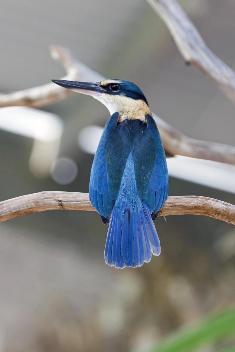 sacred-kingfisher-4868972.jpg