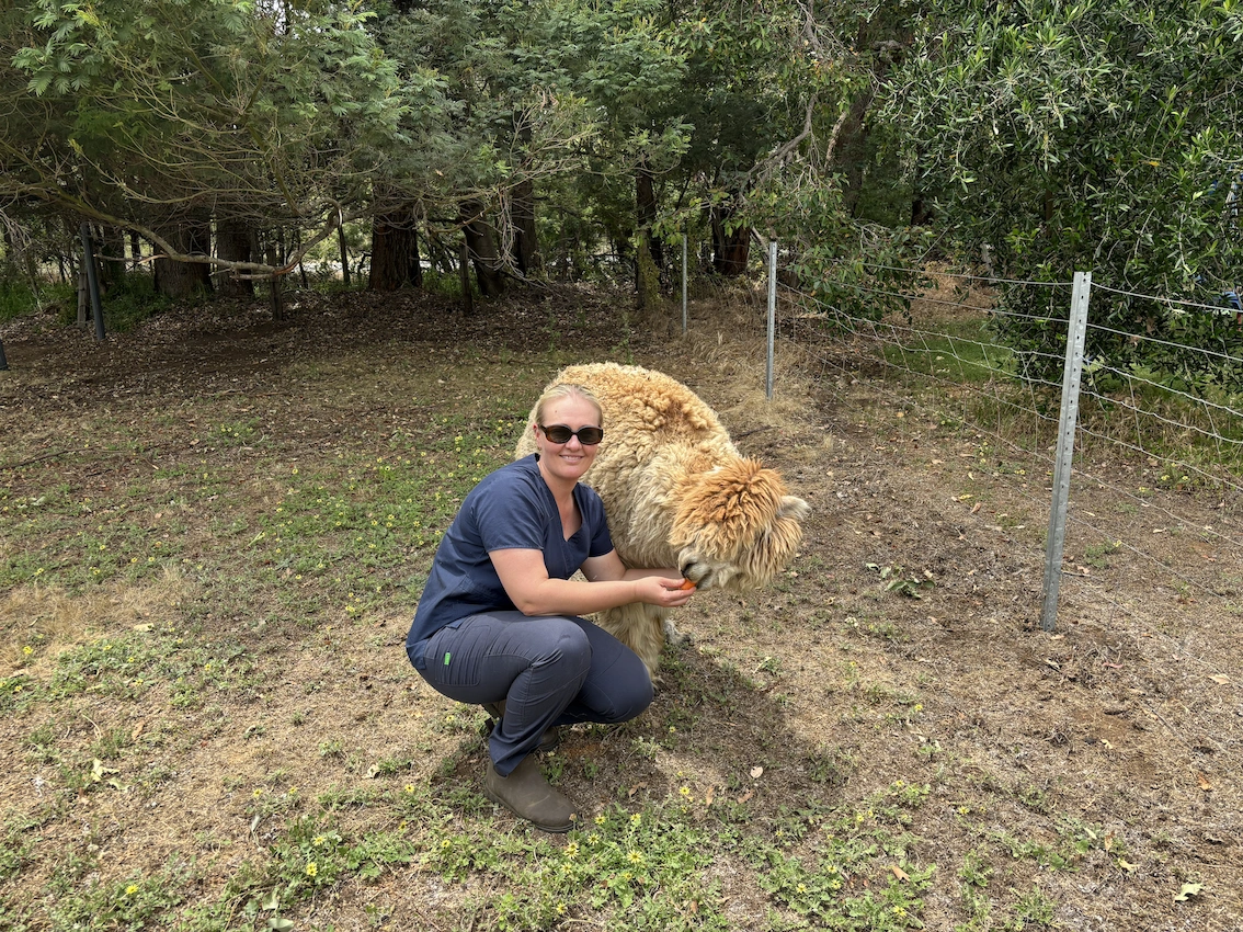 alpaca.png