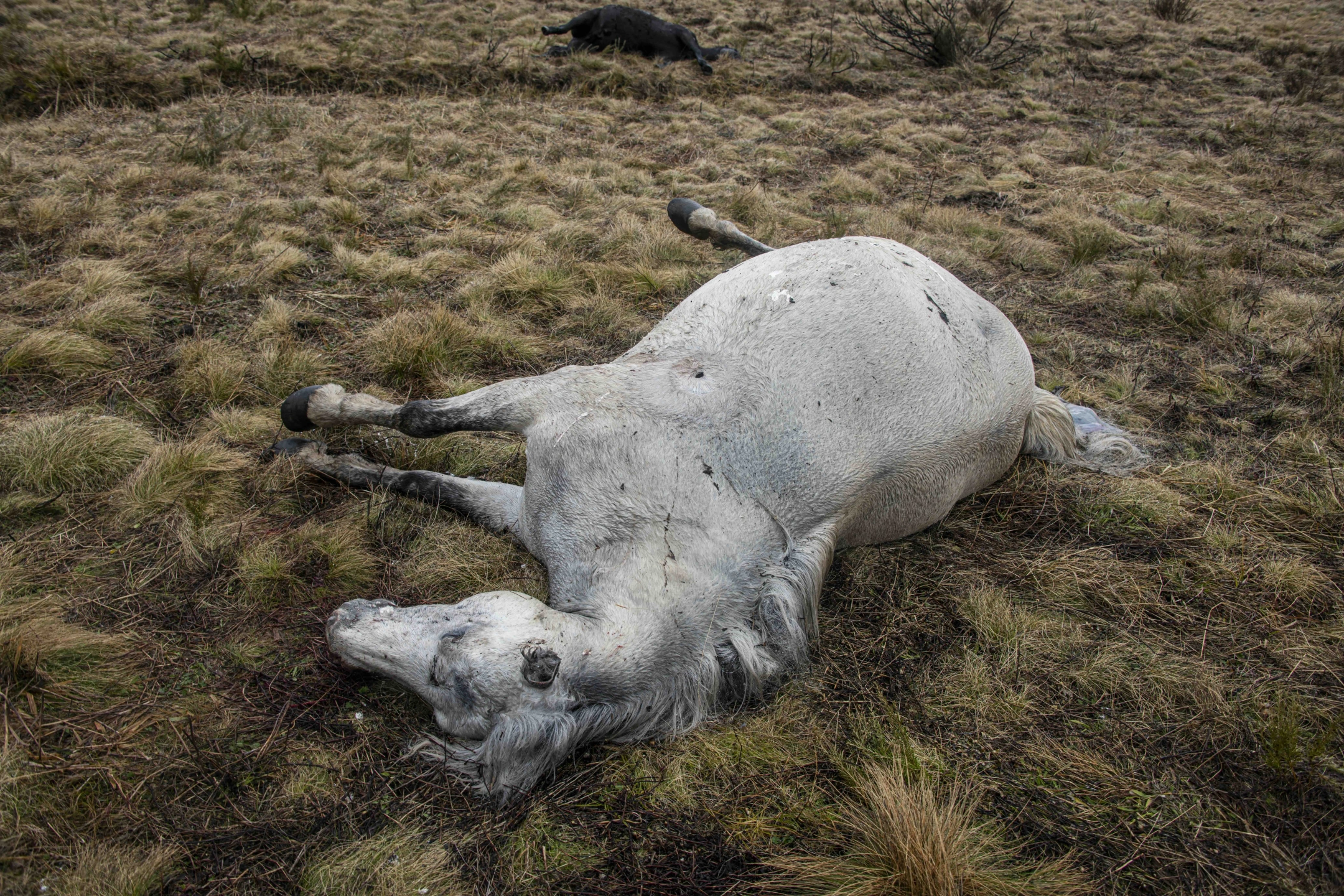 Paul McGiver Brumby Cull shot.jpeg