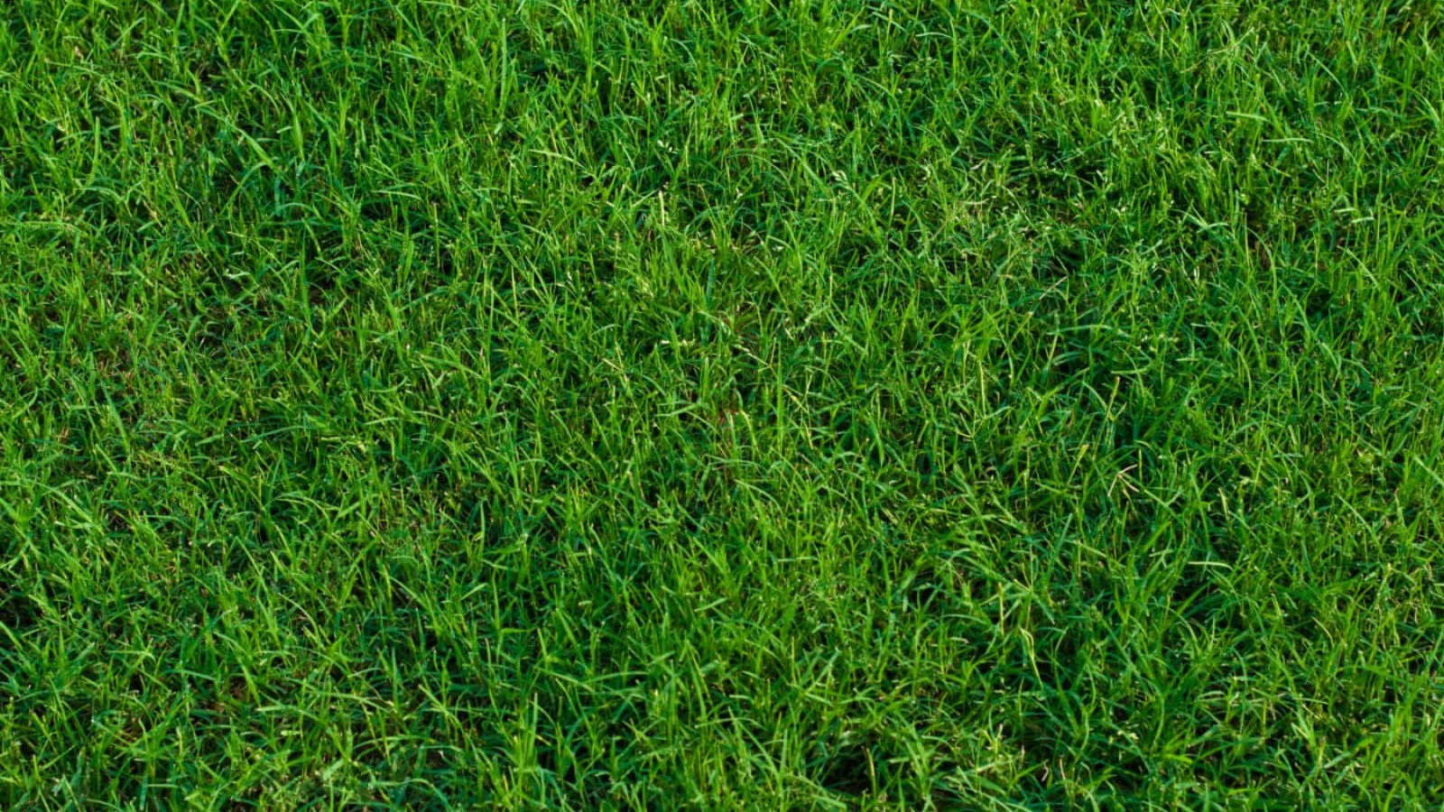 turfmasterslawncarecom_658680087.jpeg