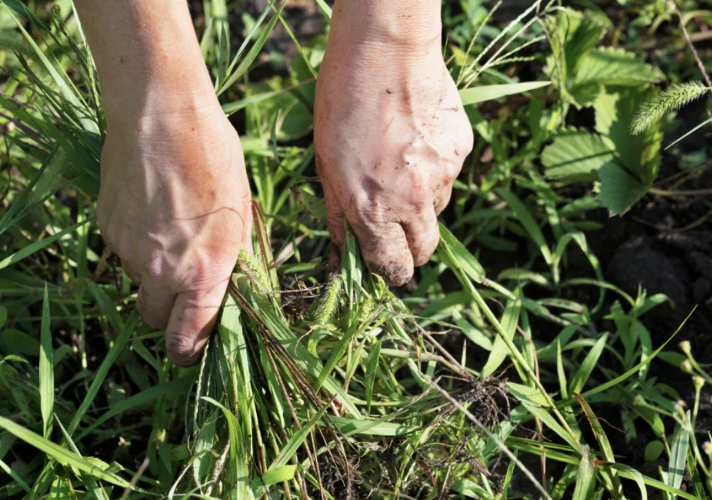 Weeding.png