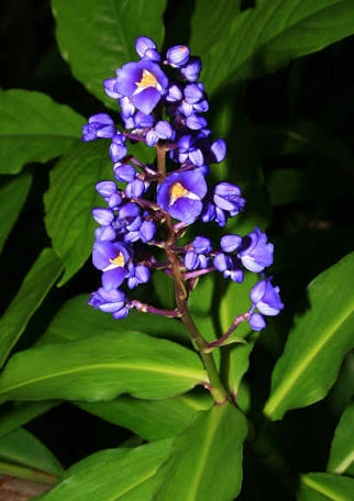 flower - zinziber 2.jpg
