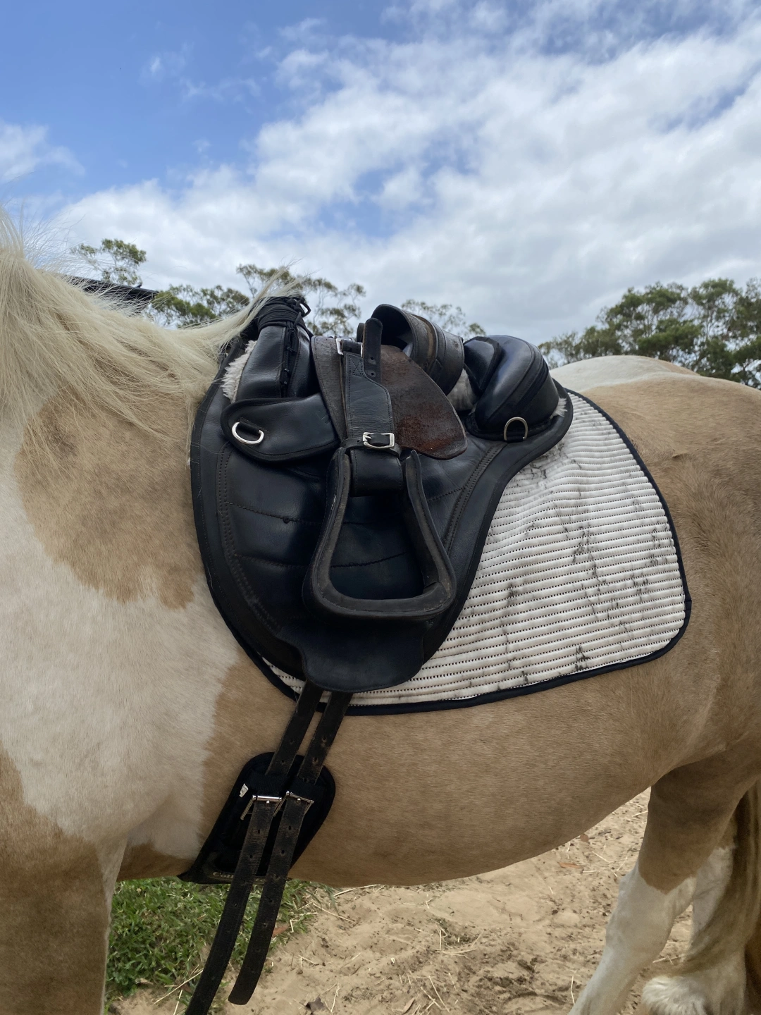 luxe saddle pad.JPG