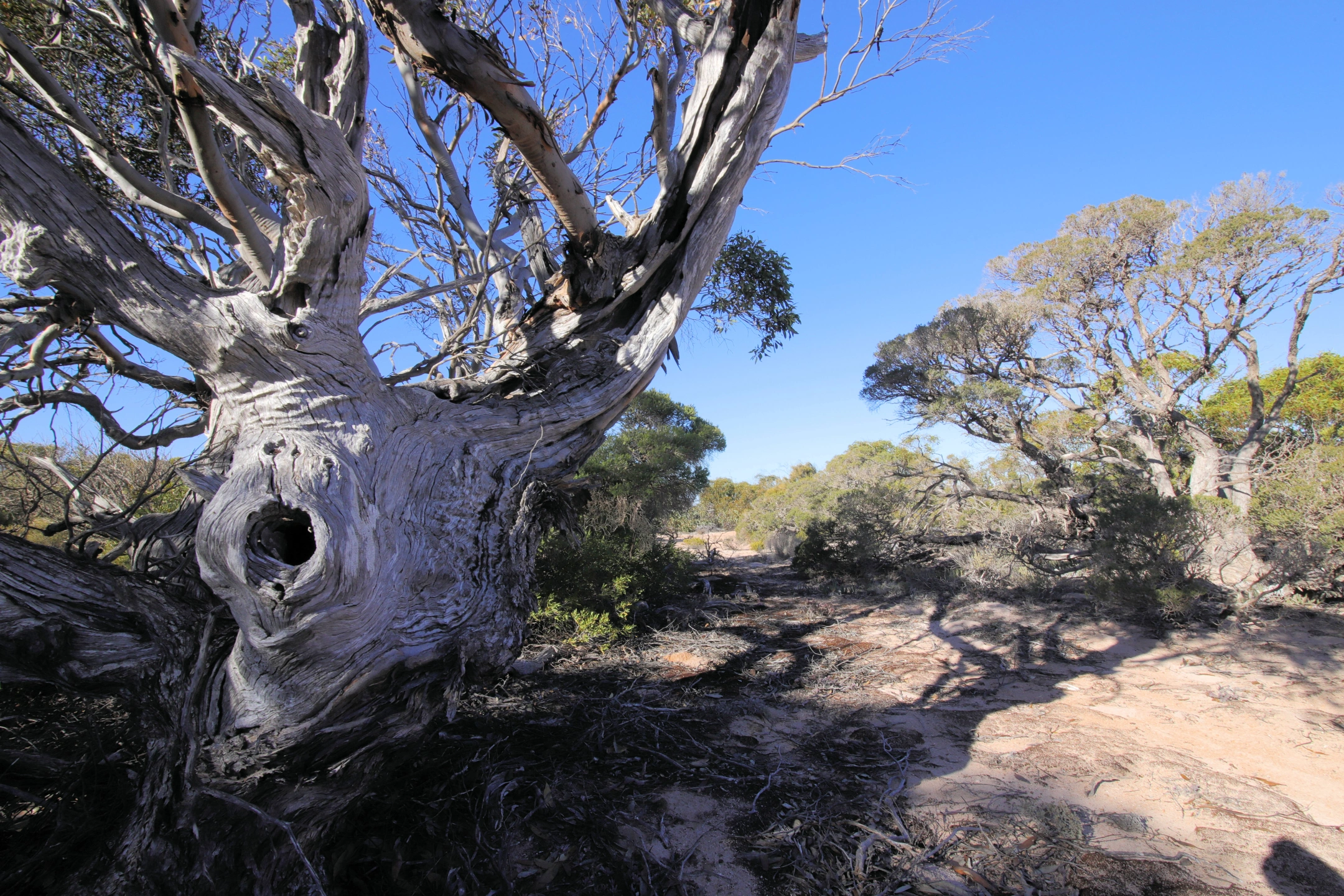 Fowlers Bay tree 01a small.jpg