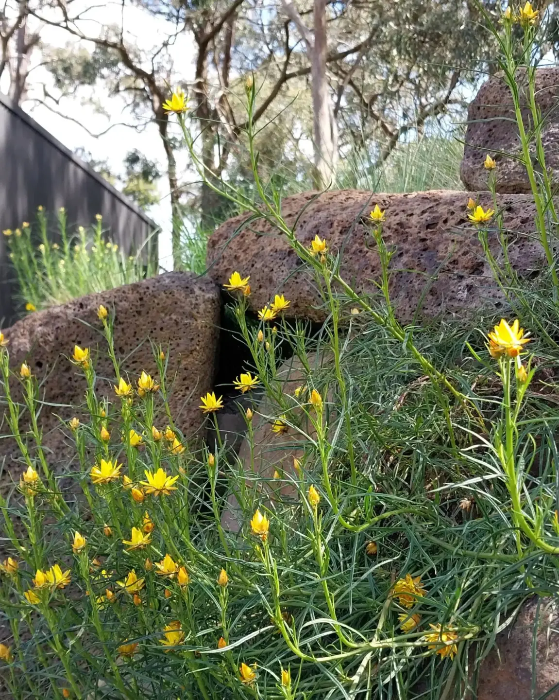sarahs garden.jpg