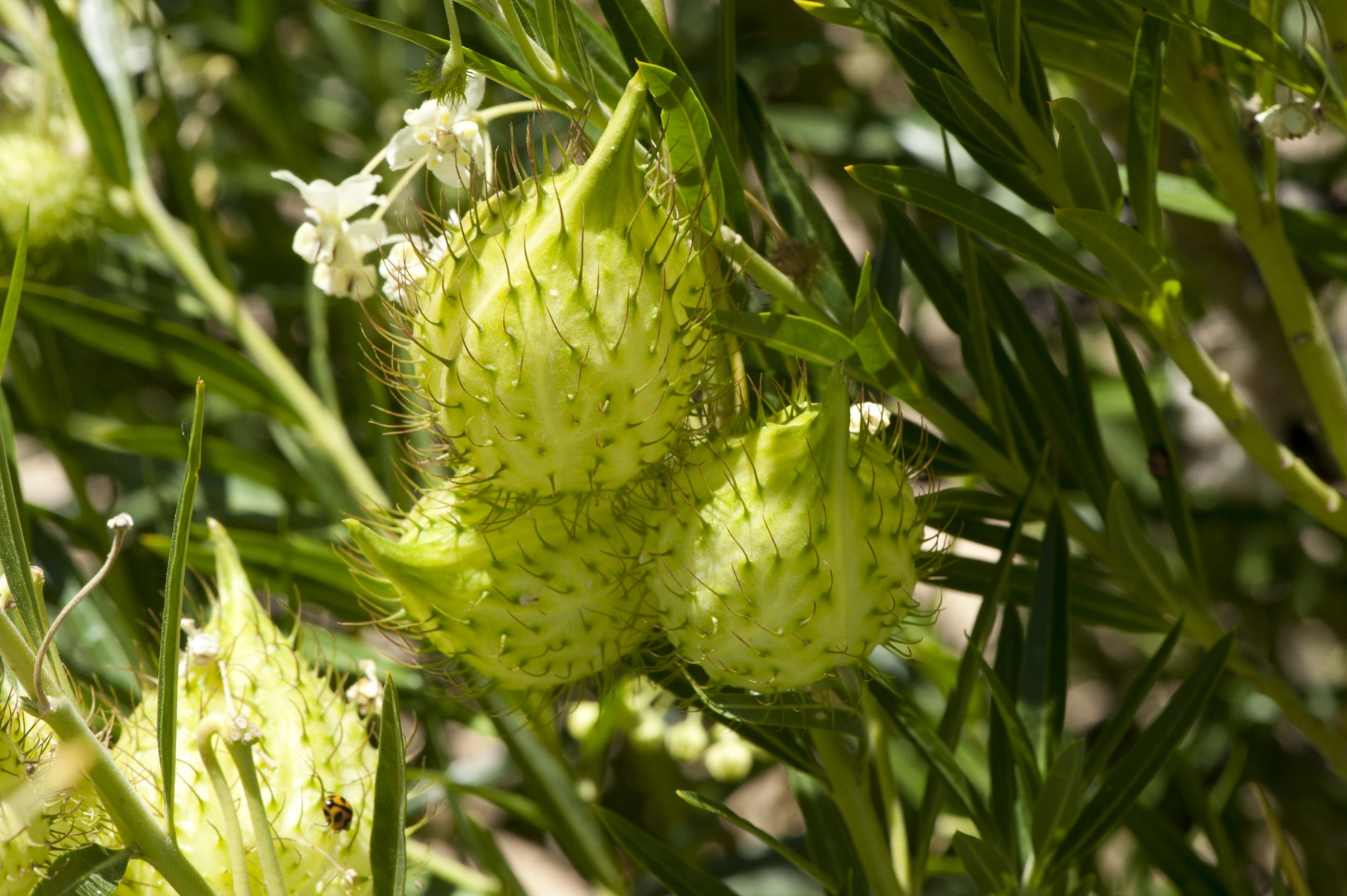 Narrow Leaf Cotton Bush.png