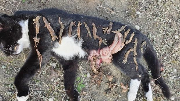 Feral Cat with 17 dead native lizards in its stomach.jpeg