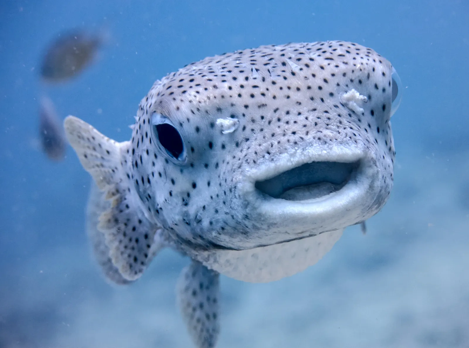 Porcupine-fish-Diodon-hystox.webp