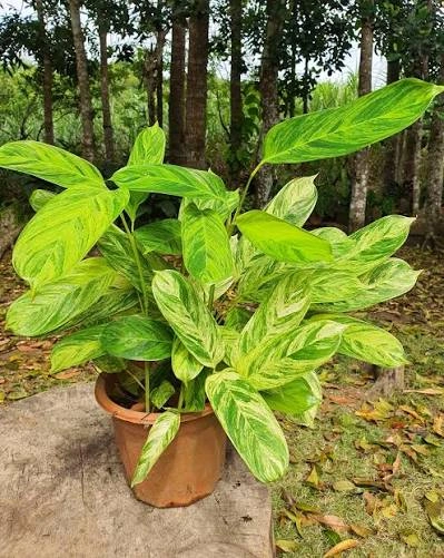 Ctenanthe lubbersiana 1.jpg