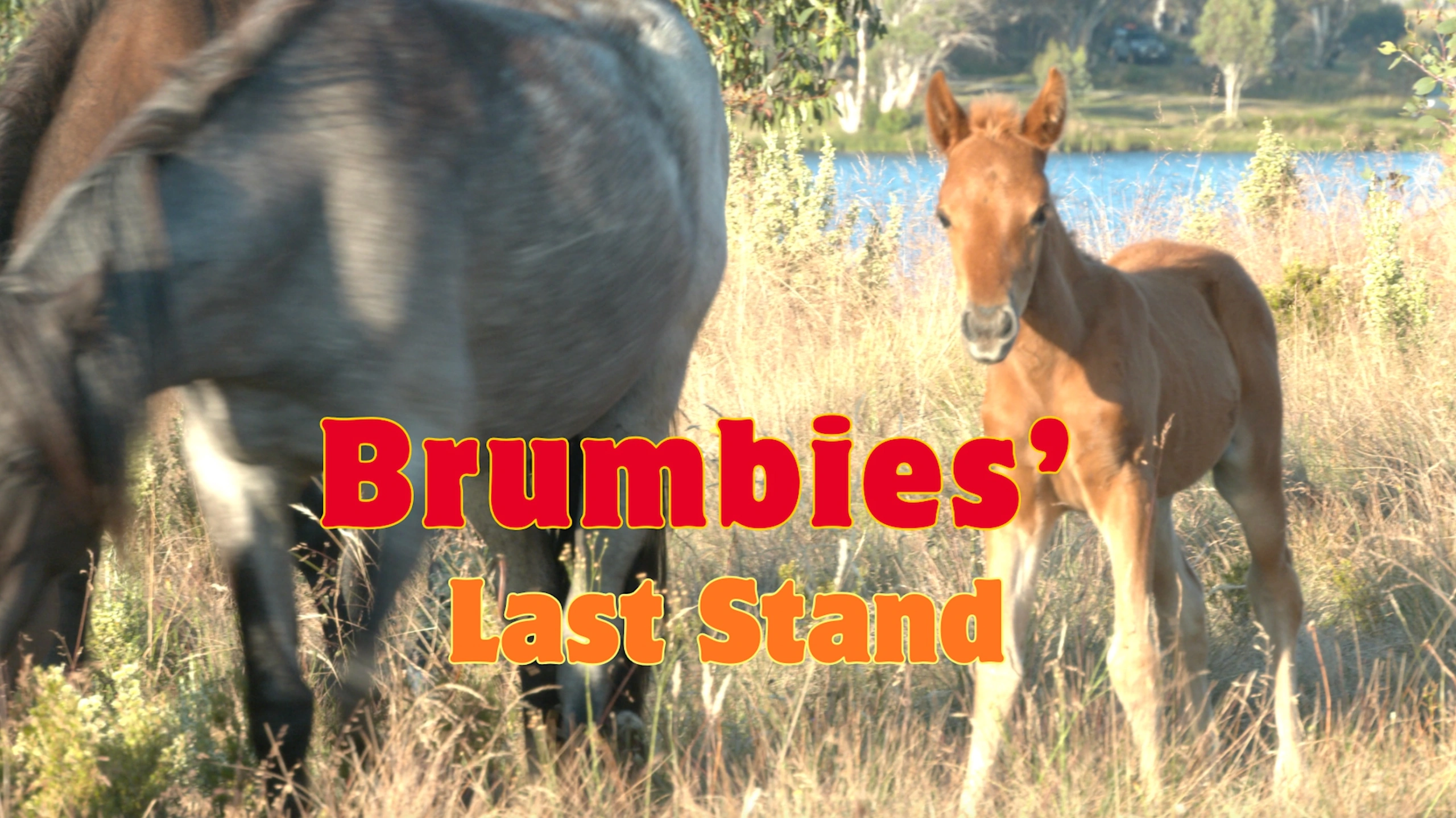 Brumbies' Last Stand.jpg