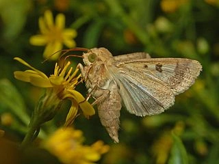 Helicoverpa_armigera.jpg