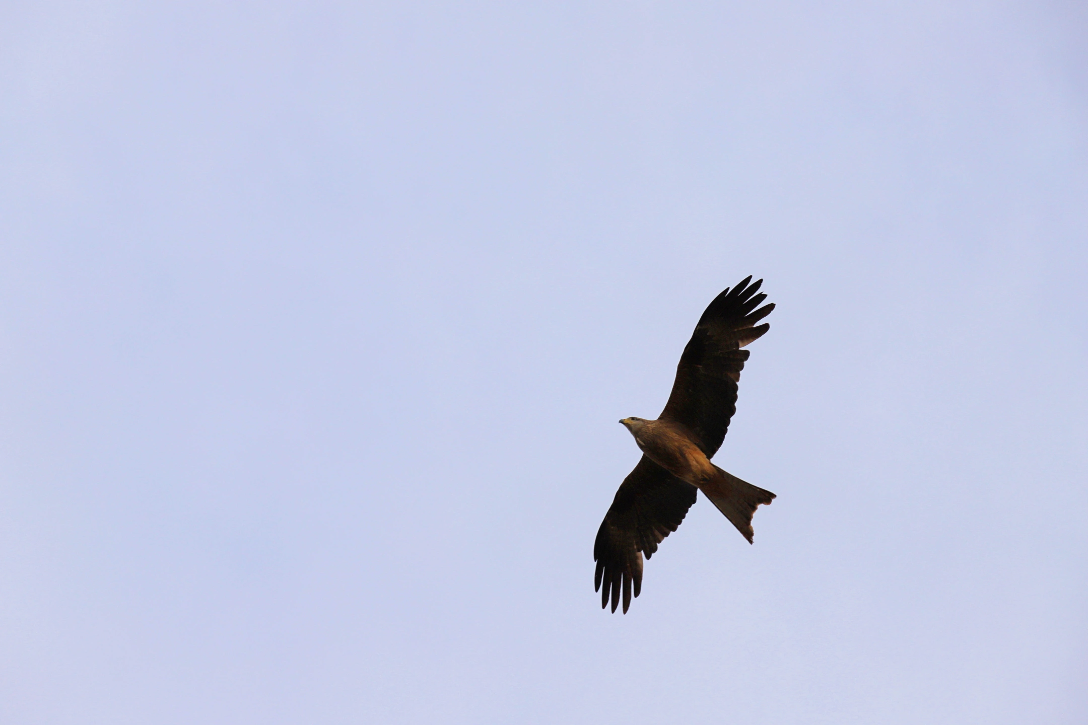 Hawke in flight 02 small.JPG