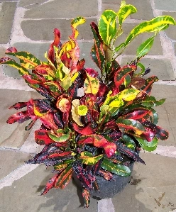 croton 1.jpg