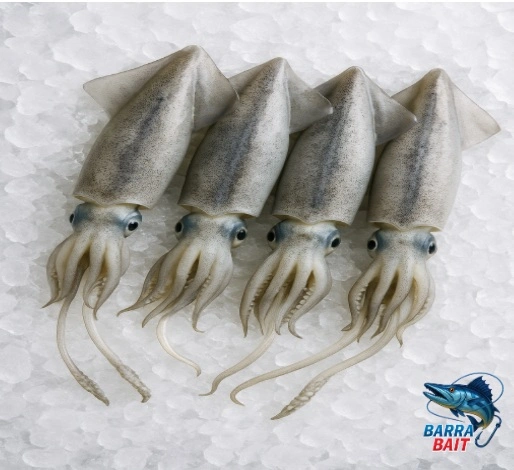 squid.jpg