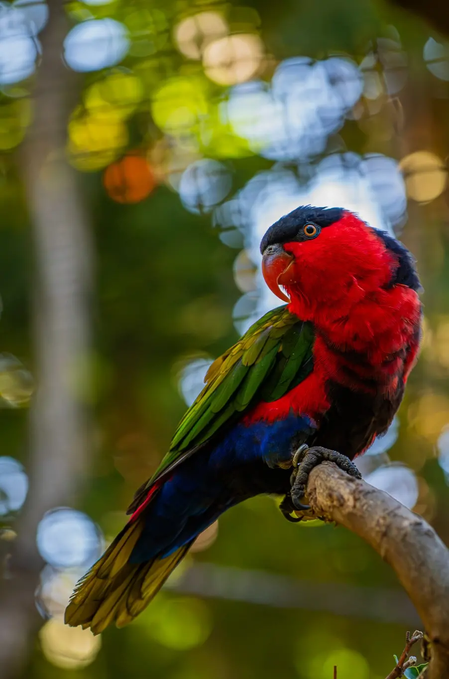birdinstagram.jpg