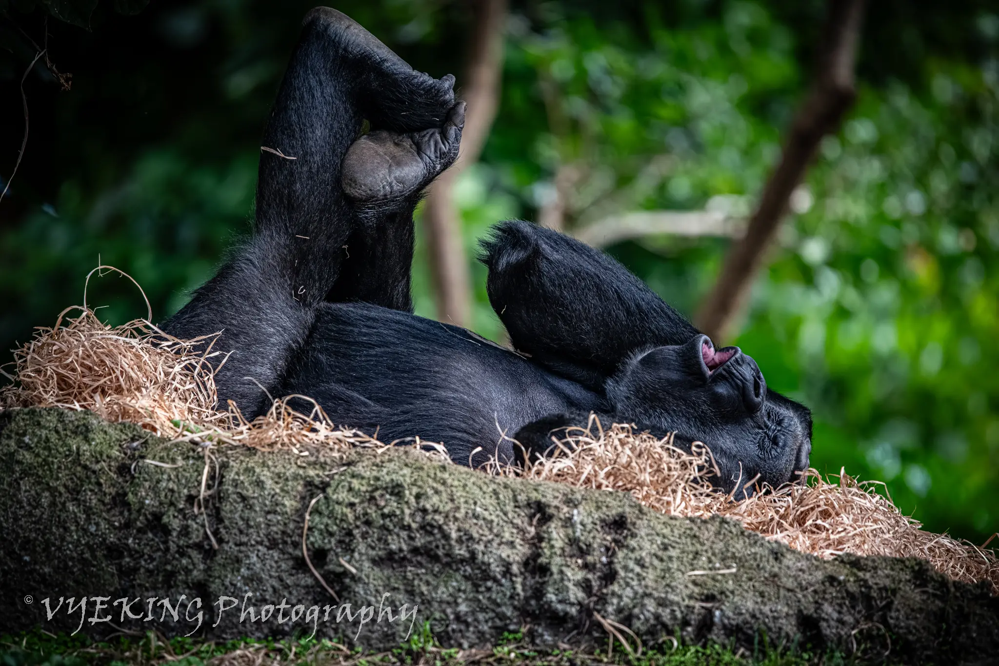 Gorilla1-1.jpg