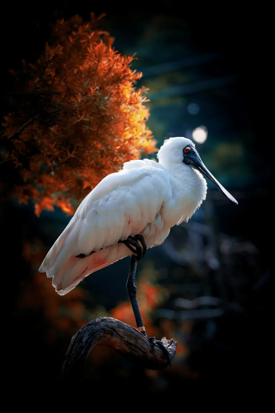 bird123.jpg