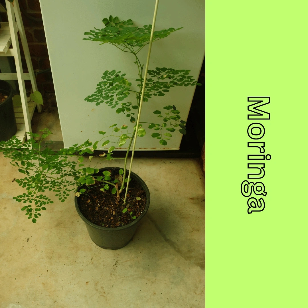 Moringa (1).png