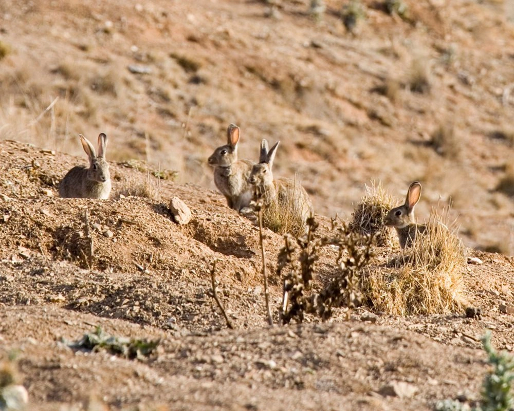 Feral Wild Rabbit.jpg