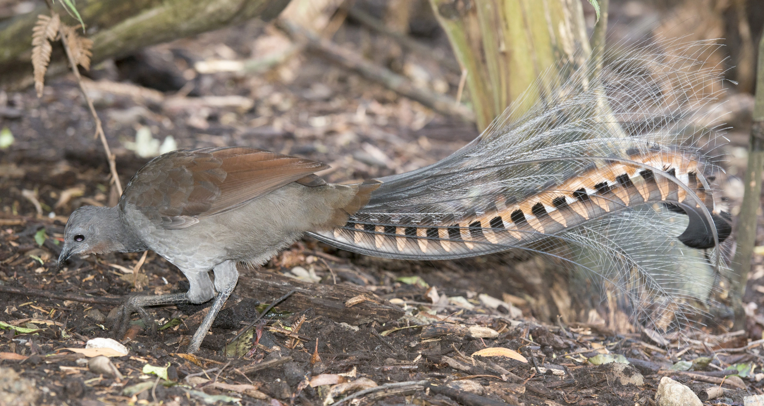 Lyrebird.jpg