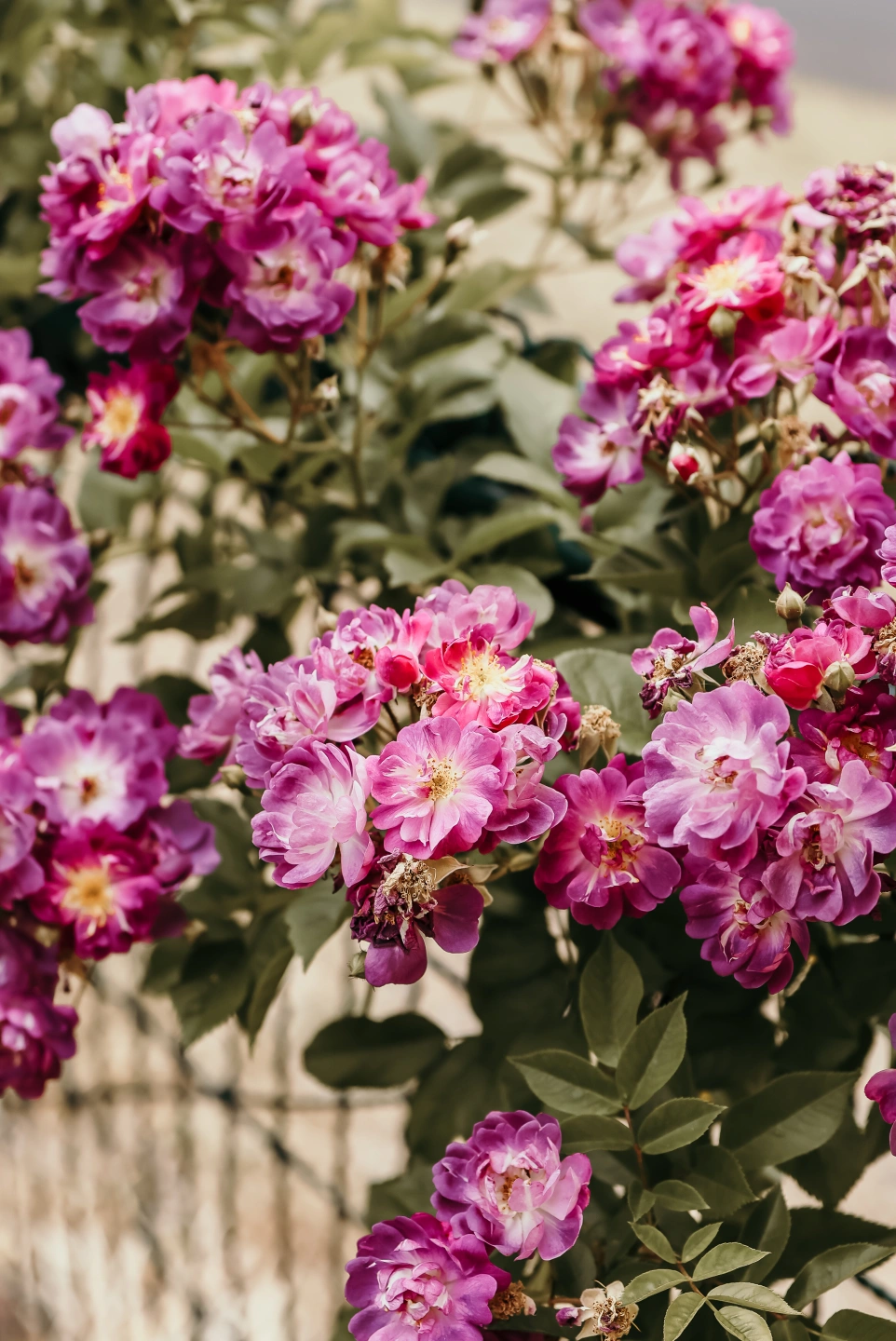 Garden | Cafe | Wine bar