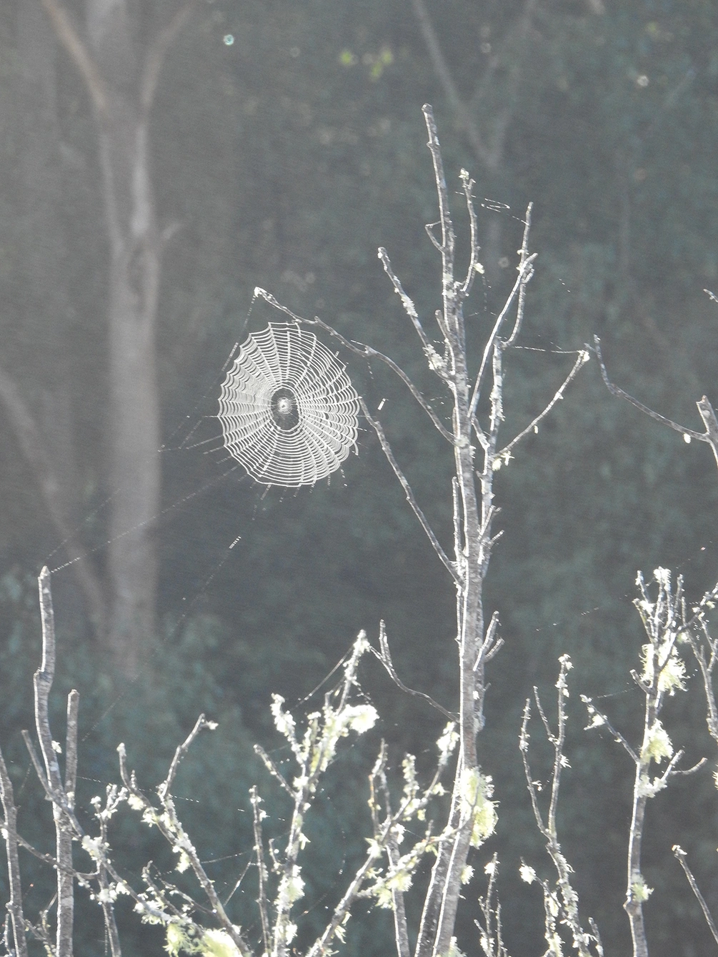 spiderweb.jpg