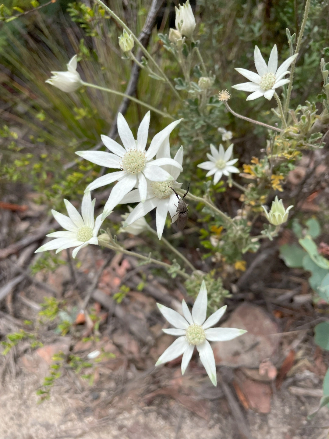 flannel flowers.jpg