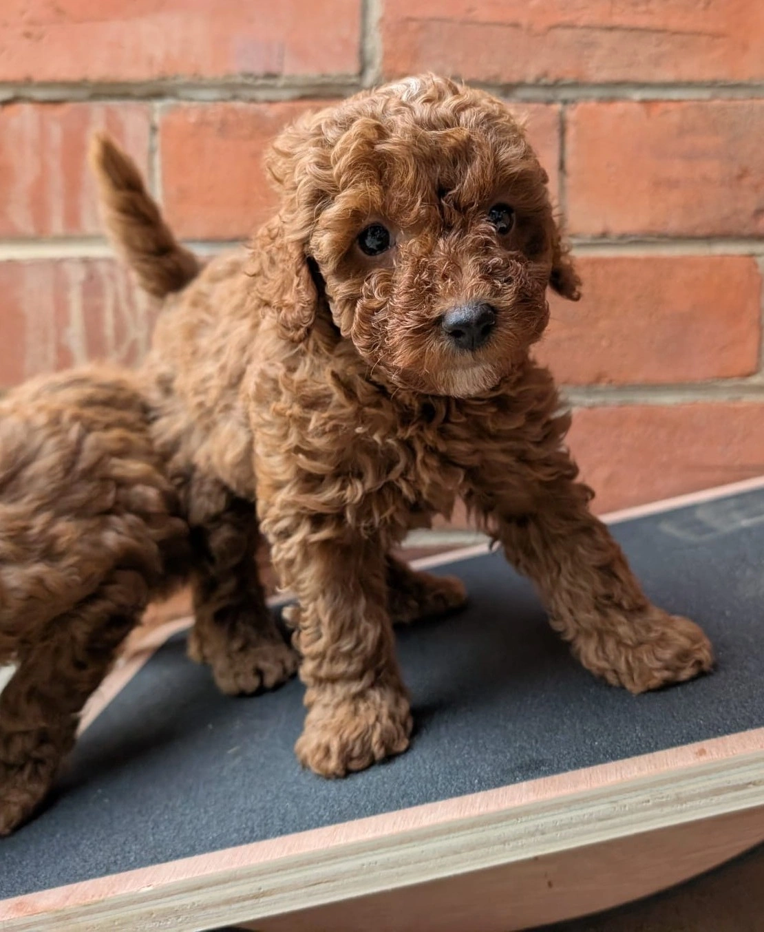 6 weeks 2026-04-01 - 7 - Cropped.jpeg