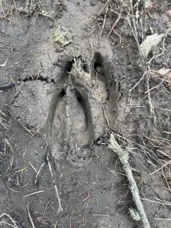 Deer Track Stag.jpg