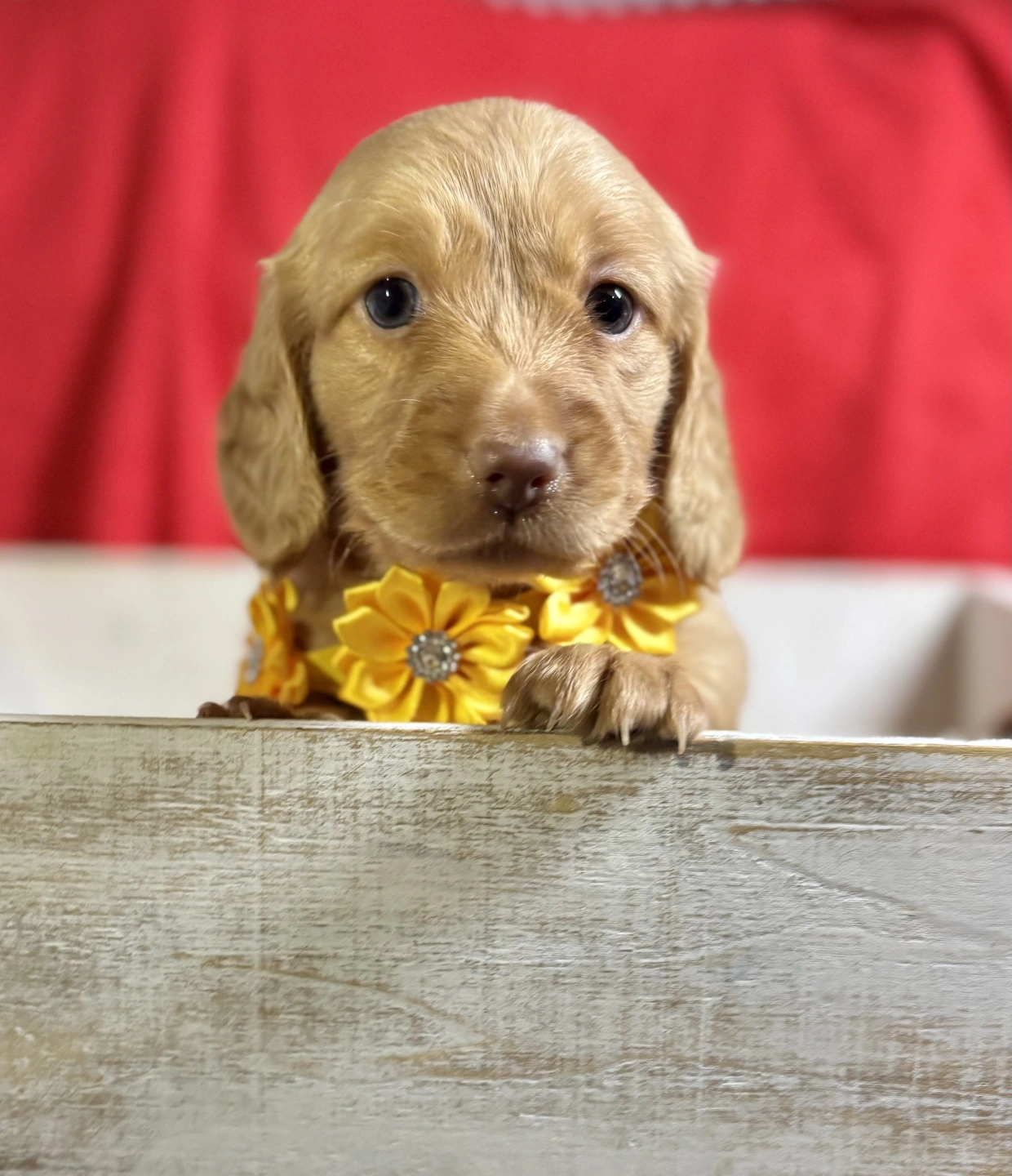 Meet our Centre Manager