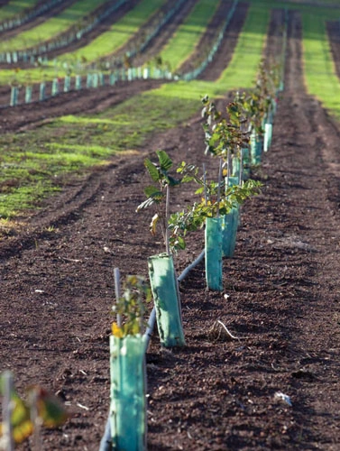 Newly Planted Trufflery Plantation.jpg